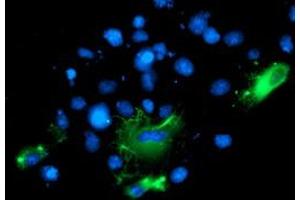 Anti-BAIAP2 mouse monoclonal antibody (ABIN2454882) immunofluorescent staining of COS7 cells transiently transfected by pCMV6-ENTRY BAIAP2 (RC214570). (BAIAP2 antibody)