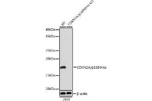 CDKN2A antibody