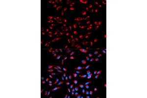 Immunofluorescence analysis of U2OS cell using C1QBP antibody. (C1QBP antibody  (AA 74-282))