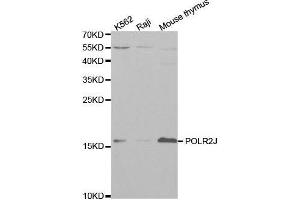 Western blot analysis of extracts of various cell lines, using POLR2J antibody. (POLR2J antibody  (AA 1-117))