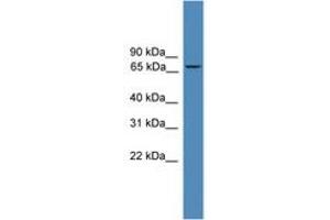 ZNF304 antibody  (N-Term)