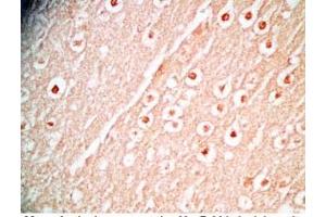 Mouse brain tissue was stained by Rabbit Anti-Augurin Prepro (108-132) (Human) Antibody (C2orf40 antibody  (Preproprotein))
