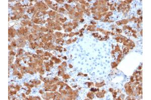 Formalin-fixed, paraffin-embedded human Pancreas stained with Carboxypeptidase A1 / CPA1 Mouse Monoclonal Antibody (CPA1/2712). (CPA1 antibody)