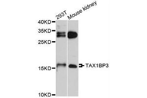 Western blot analysis of extracts of various cell lines, using TAX1BP3 antibody (ABIN5995697) at 1/1000 dilution. (TAX1BP3 antibody)