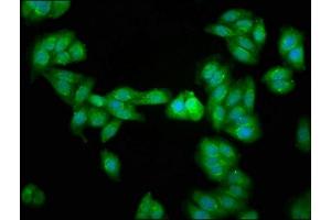 Immunofluorescence staining of HepG2 cells with ABIN7164687 at 1:266, counter-stained with DAPI. (PD-1 antibody  (AA 1-212))