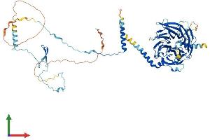 AlphaFold protein structure predicition of Human Recombinant DNAI1 Protein, UniprotID Q9UI46 (DNAI1 Protein (AA 1-699) (His tag))