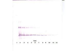 Image no. 3 for anti-Interleukin 33 (IL33) antibody (ABIN465633) (IL-33 antibody)