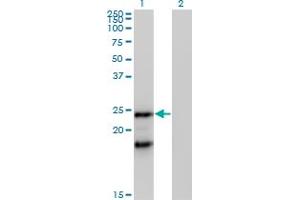 Western Blot analysis of IGLL1 expression in transfected 293T cell line by IGLL1 MaxPab polyclonal antibody. (IGLL1 antibody  (AA 1-213))