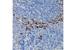 Immunohistochemistry of paraffin-embedded mouse spleen using iNOS Rabbit pAb  at dilution of 1:100 (40x lens). (NOS2 antibody  (AA 500-730))