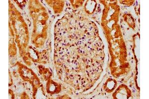 IHC image of ABIN7145298 diluted at 1:150 and staining in paraffin-embedded human kidney tissue performed on a Leica BondTM system. (BCL2L1 antibody  (AA 19-127))