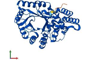 AlphaFold protein structure predicition of Human Recombinant AKR7L Protein, UniprotID Q8NHP1