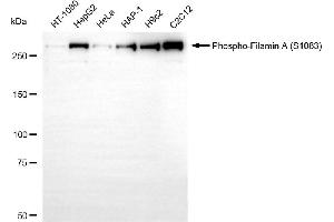 anti-Filamin A, alpha (FLNA) (pSer1083) antibody