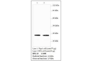 Image no. 1 for anti-Ribosomal Protein L13 (RPL13) antibody (ABIN791354) (RPL13 antibody)