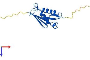AlphaFold protein structure predicition of Mouse Recombinant Rpl22l1 Protein, UniprotID Q9D7S7 (RPL22/L1 Protein (AA 1-122) (His tag))