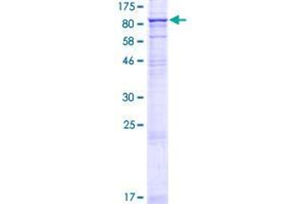 STRA6 Protein (AA 1-667) (GST tag)