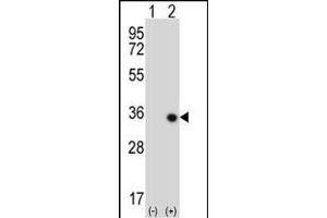 Western blot analysis of STK16 (arrow) using rabbit polyclonal STK16 Antibody  (ABIN391357 and ABIN2841377).