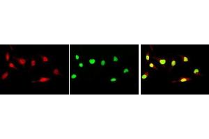 Immunofluorescence (IF) image for anti-Myc Proto-Oncogene protein (MYC) (pSer62) antibody (ABIN3201011) (c-MYC antibody  (pSer62))