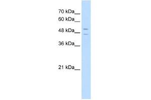 STEAP3 antibody used at 5 ug/ml to detect target protein.