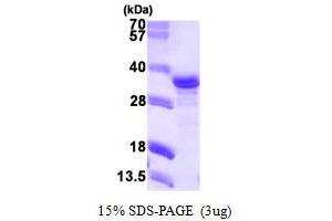 SDS-PAGE (SDS) image for NECAP Endocytosis Associated 2 (NECAP2) (AA 1-263) protein (His tag) (ABIN667393) (NECAP2 Protein (AA 1-263) (His tag))