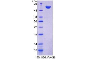 SDS-PAGE analysis of Mouse FARS2 Protein. (FARS2 Protein)