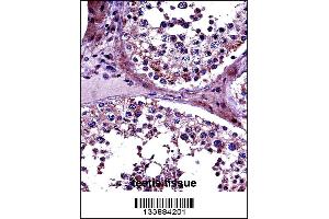 PRMT5 Antibody immunohistochemistry analysis in formalin fixed and paraffin embedded human testis tissue followed by peroxidase conjugation of the secondary antibody and DAB staining. (PRMT5 antibody  (N-Term))