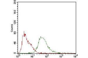 Syndecan 1 antibody  (AA 28-171)