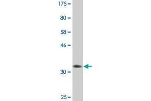 Western Blot detection against Immunogen (37. (NFIC antibody  (AA 314-423))