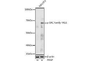 Western blot analysis of extracts of NIH/3T3 cells, using Phospho-SRC Family-Y416 antibody (ABIN3020495, ABIN3020496, ABIN3020497 and ABIN6225515) at 1:1000 dilution. (Src Family (pTyr416) antibody)