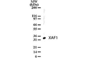 Western blot analysis of XAF1 in human liver lysates using XAF1 polyclonal antibody  at 1 ug/mL . (XAF1 antibody  (AA 201-218))