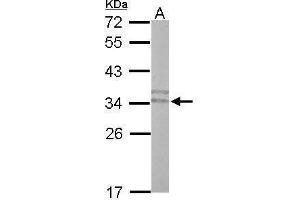 WB Image Sample (50 ug of whole cell lysate) A: mouse stomach 12% SDS PAGE antibody diluted at 1:500 (PLSCR3 antibody)