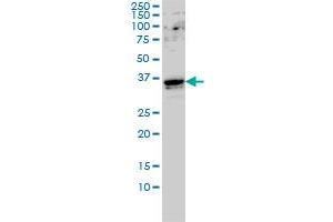 GTF2E2 monoclonal antibody (M01A), clone 2C3 Western Blot analysis of GTF2E2 expression in Hela S3 NE . (GTF2E2 antibody  (AA 1-291))