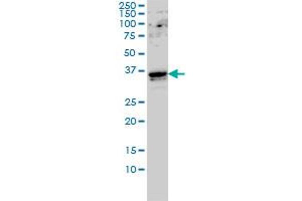 GTF2E2 antibody  (AA 1-291)