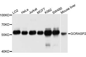 Western blot analysis of extracts of various cell lines, using GORASP2 antibody (ABIN4903802) at 1:1000 dilution. (GORASP2 antibody)