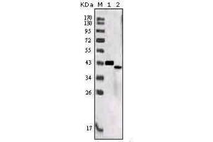 Western Blot showing SORL1 antibody used against truncated SORL1 recombinant protein (1) and SORL1 (aa2159-2214)-hIgGFc transfected CHO-K1 cell lysate (2). (SORL1 antibody  (AA 2159-2214))