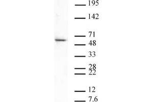 Aurora B pAb tested by Western blot Nuclear extract of U2OS cells (20 µg per lane) probed with Aurora B polyclonal antibody (1:500 dilution). (Aurora Kinase B antibody  (C-Term))