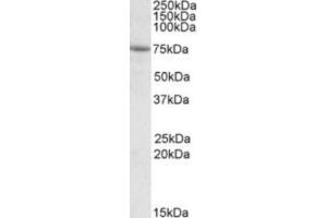 Western Blotting (WB) image for anti-Alanyl-tRNA Synthetase Domain Containing 1 (AARSD1) (Internal Region) antibody (ABIN2464321) (AARSD1 antibody  (Internal Region))