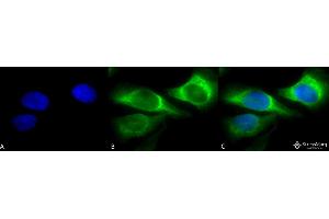 Immunocytochemistry/Immunofluorescence analysis using Mouse Anti-Hsp47 Monoclonal Antibody, Clone 1C4-1A6 . (SERPINH1 antibody  (APC))
