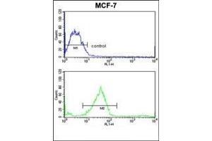 Flow cytometric analysis of MCF-7 cells using GALNT3 Antibody (Center) Cat. (GALNT3 antibody  (Middle Region))