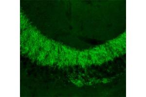 Indirect immunolabeling of PFA fixed section of mouse hippocampus (dilution 1 : 500). (Slc30a3 antibody  (AA 2-75))