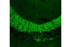 Indirect immunolabeling of PFA fixed section of mouse hippocampus (dilution 1 : 500).