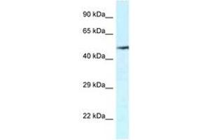 Image no. 1 for anti-Vanin 2 (VNN2) (AA 337-386) antibody (ABIN6747327) (VNN2 antibody  (AA 337-386))