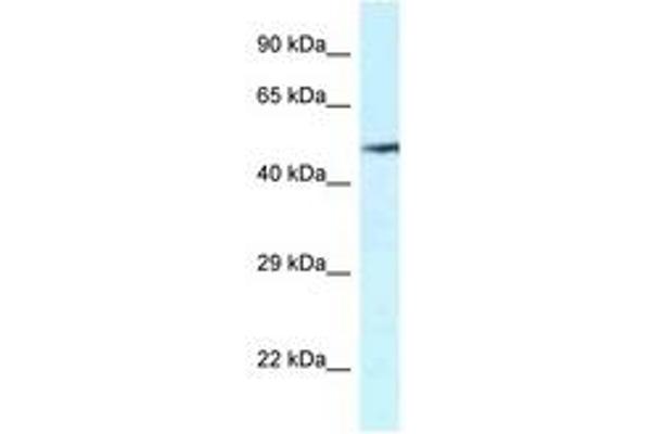 VNN2 抗体  (AA 337-386)