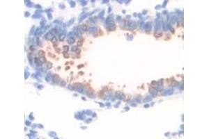 IHC-P analysis of Rat Tissue, with DAB staining. (MUC5B antibody  (AA 3513-3611))