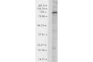 HCN1 Western Blot. (HCN1 antibody  (C-Term))