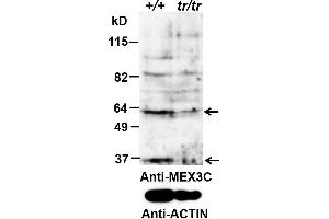 MEX3C antibody  (AA 541-554)