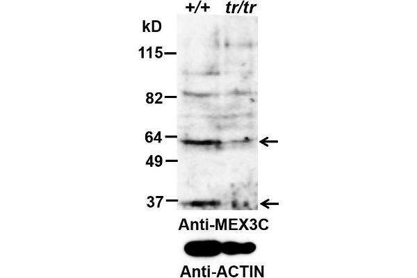 MEX3C antibody  (AA 541-554)