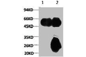 1) Input: Mouse Brain Tissue Lysate 2) IP product: IP dilute 1:200 (TUBA1A antibody)