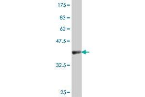 Western Blot detection against Immunogen (37. (EIF4A2 antibody  (AA 1-100))