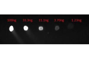 Dot Blot of Chicken Anti-HUMAN IgG Fluorescein Conjugated Antibody. (Chicken anti-Human IgG (Heavy & Light Chain) Antibody (FITC) - Preadsorbed)