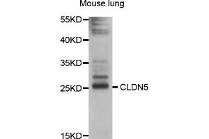 Western blot analysis of extracts of mouse lung, using CLDN5 antibody (ABIN5997454) at 1/1000 dilution. (Claudin 5 antibody)
